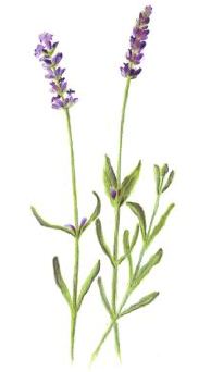 lavendel